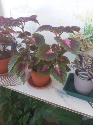 Planta Coleus