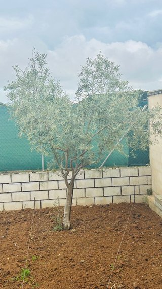 Olivo en venta