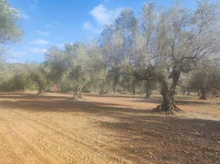 Terreno en venta en Ulldecona