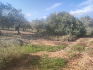 Terreno en venta en Ulldecona