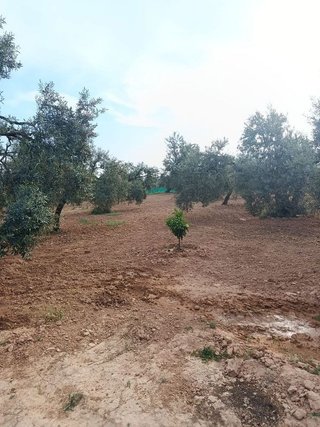 Terreno en venta en Villanueva del Ariscal