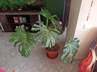 Monstera Costilla de Adán
