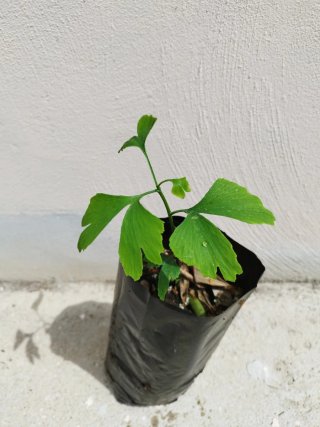 Ginkgo Biloba, pianta