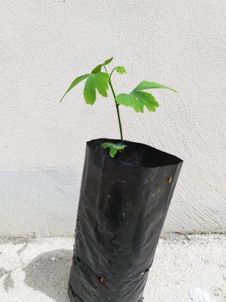 Ginkgo Biloba, pianta