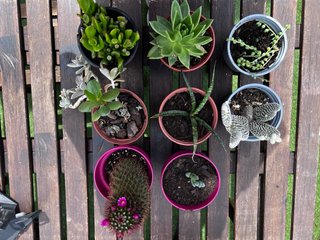 Plantas suculentas y cactus variados