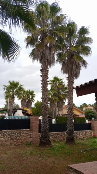REGALO PALMERAS