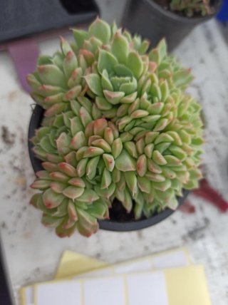 Suculentas y cactus