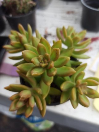 Suculentas y cactus