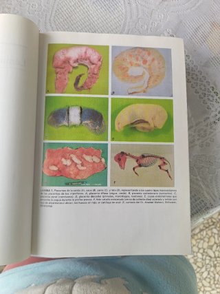 Anatomía veterinaria