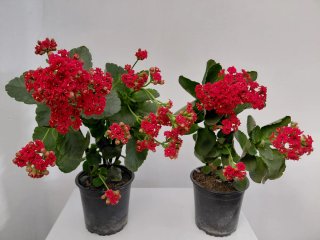 Planta Kalanchoe Roja