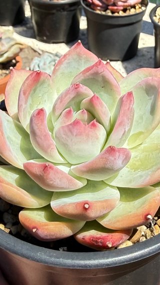 Echeveria Colorata Auténtica Planta Suculenta