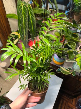 Chamaedorea elegans (Palma da interno)