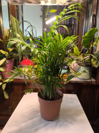 Chamaedorea elegans (Palma da interno)