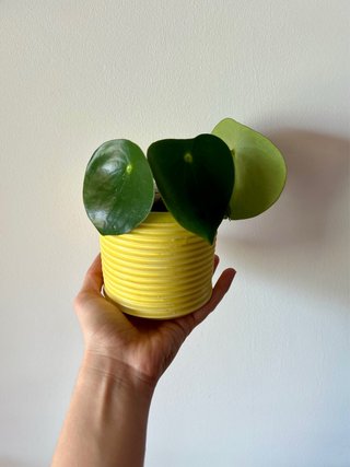 Peperomia Polybotrya + maceta hecha a mano