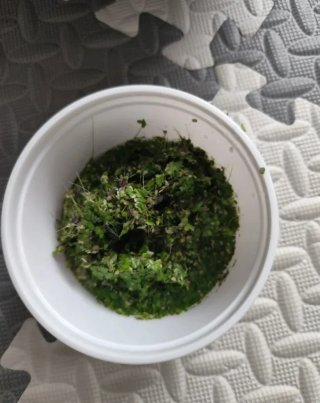 Lenteja de agua para acuario
