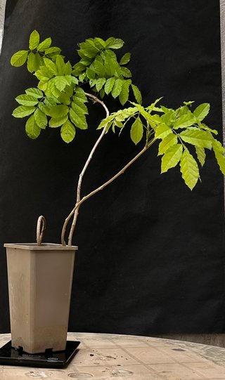 Planta trapadora glicinia wisteria