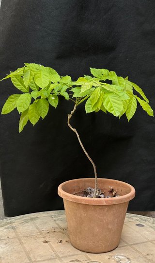 Planta trapadora glicinia wisteria