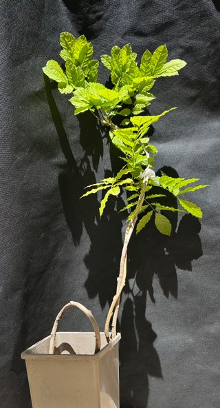 Planta trapadora glicinia wisteria