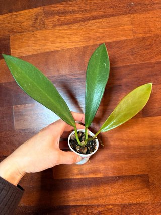 Hoya Pubicalyx Black Dragon