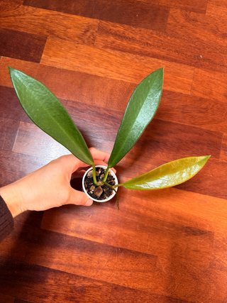 Hoya Pubicalyx Black Dragon