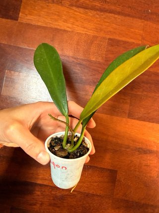 Hoya Pubicalyx Black Dragon