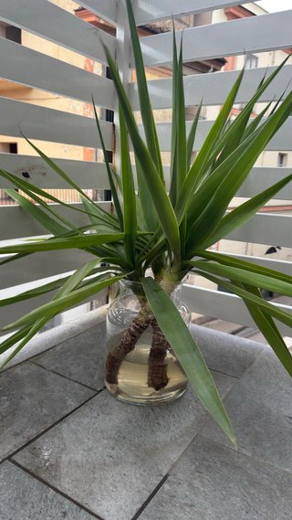 Tronchetto della felicità Yucca