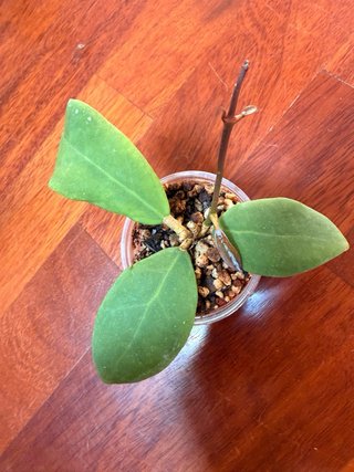 Hoya Mindorensis Black Dragon