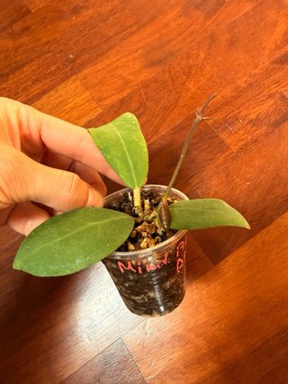 Hoya Mindorensis Black Dragon
