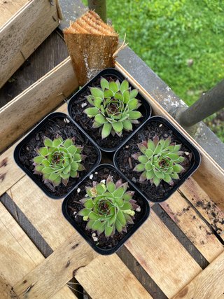 4 Plantas Suculentas - Sempervivum Tectorum