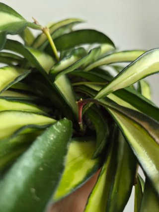Hoya Wayetii Variegata / Tricolor