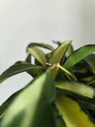 Hoya Wayetii Variegata / Tricolor