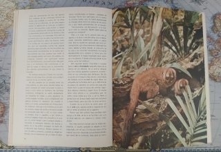 LOTE 13 LIBROS: Disney Vintage + Historia + El Exo