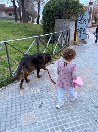 Paseo de perros