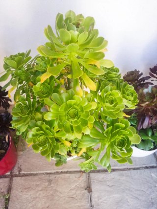 OFERTA Lote 70-100cm alt aprx+variedad Aeonium