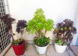 OFERTA Lote 70-100cm alt aprx+variedad Aeonium