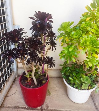 OFERTA Lote 70-100cm alt aprx+variedad Aeonium