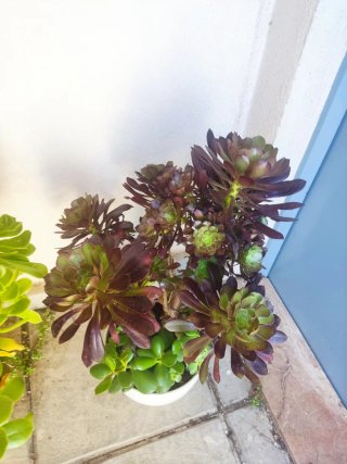 OFERTA Lote 70-100cm alt aprx+variedad Aeonium