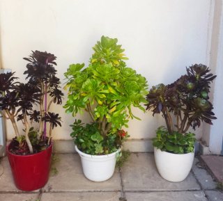 OFERTA Lote 70-100cm alt aprx+variedad Aeonium