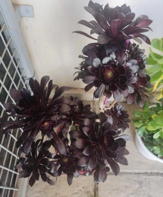 OFERTA Lote 70-100cm alt aprx+variedad Aeonium