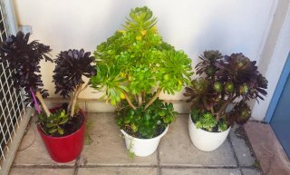 OFERTA Lote 70-100cm alt aprx+variedad Aeonium