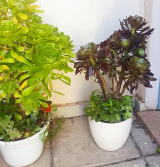 OFERTA Lote 70-100cm alt aprx+variedad Aeonium