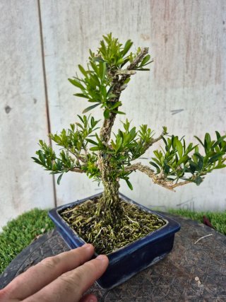 Bonsái Buxus Harlandii 10A, precio final