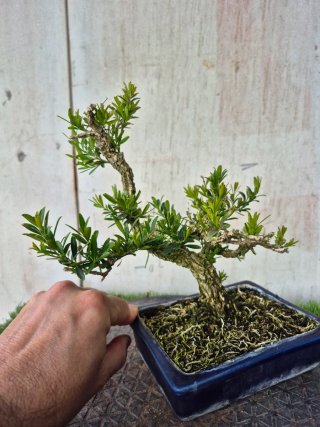 Bonsái Buxus Harlandii 10A, precio final