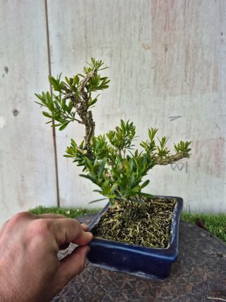 Bonsái Buxus Harlandii 10A, precio final