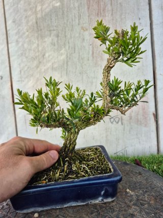 Bonsái Buxus Harlandii 10A, precio final