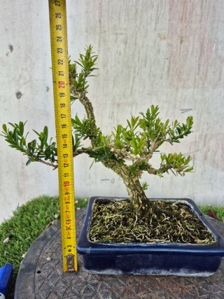 Bonsái Buxus Harlandii 10A, precio final