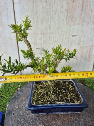 Bonsái Buxus Harlandii 10A, precio final