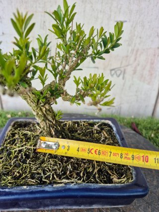 Bonsái Buxus Harlandii 10A, precio final