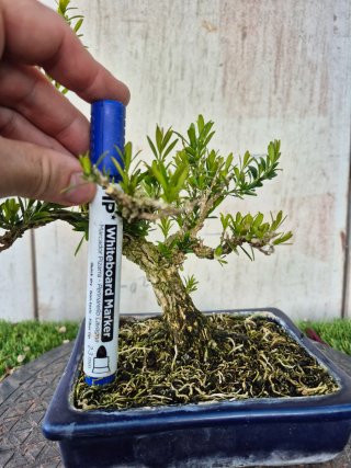Bonsái Buxus Harlandii 10A, precio final