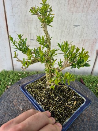 Bonsái Buxus Harlandii 10A, precio final